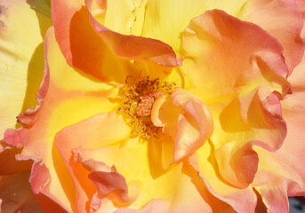 Fototapeta na wymiar Coeur de rose jaune
