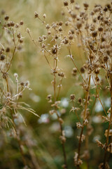 Dry grass or a dry flower in garden. Photos with vintage processing. Tinted image for interior poster, printing, wallpaper
