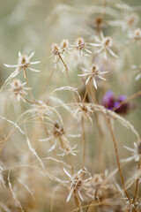Dry grass or a dry flower in garden. Photos with vintage processing. Tinted image for interior poster, printing, wallpaper