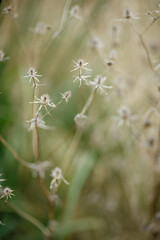 Dry grass or a dry flower in garden. Photos with vintage processing. Tinted image for interior poster, printing, wallpaper