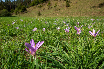 Herbst-Zeitlose, Colchicum autumnale, Lampertstal, Eifel, 07.09.2021