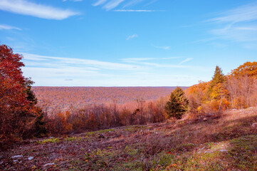 Fototapeta premium Fall Autumn foliage during October.