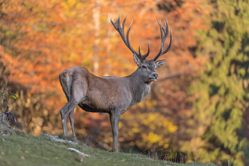 The king of the forest, majestic deer male at sunset (Cervus elaphus)