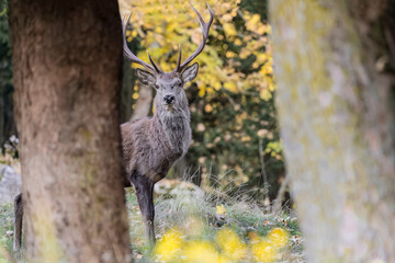 Wonderful deer male in the autumn forest (Cervus elaphus)
