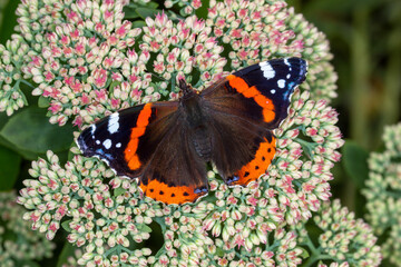 Admiral, Vanessa atalanta, Leverkusen-Opladen, 11.09.2021