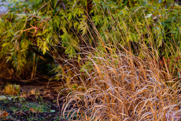 Naklejka na ściany i meble Ornamental grasses and cereals in the autumn garden: Molinia caerulea, Deschampsia cespitosa or pickerel