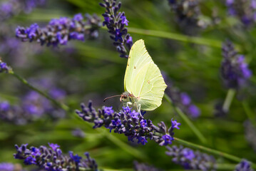 Common brimstone butterfly (Gonepteryx rhamni) sitting on lavender in Zurich, Switzerland