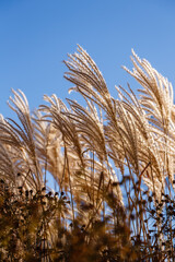 Miscanthus gigantic grass in autumn garden. Miscanthus sinensis also known as Chinese Silver Grass. Dry plants in the garden. Ornamental grasses dried flowers. 