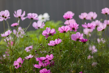 Cosmos flowers in sunny day. Cosmos is a genus, with the same common name of cosmos, consisting of flowering plants in the sunflower family.
