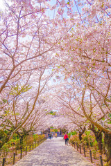 Naklejka na ściany i meble 満開の桜のトンネル