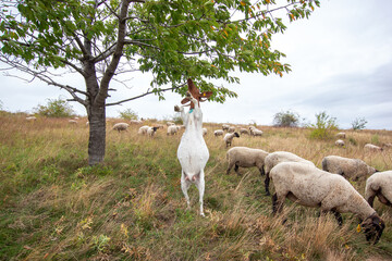 Ziege, Schaf, Schafe, Ziegen, Quedlinburg, Teufelsmauer, 27.09.2021