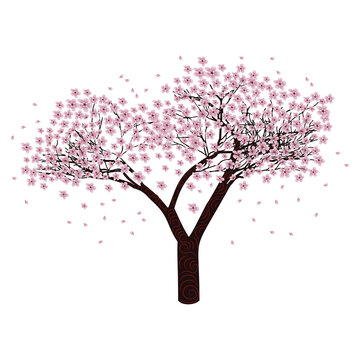 Sakura tree in bloom