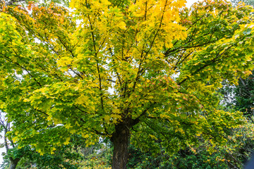 Background Of Autumn Leaves