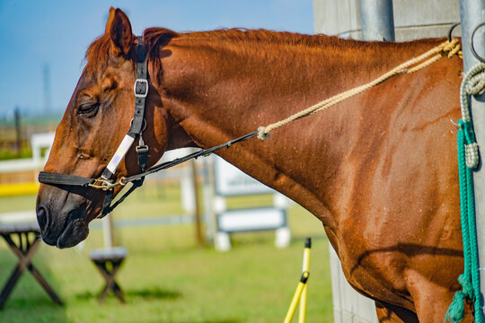 1 333 Best 競走馬 Images Stock Photos Vectors Adobe Stock