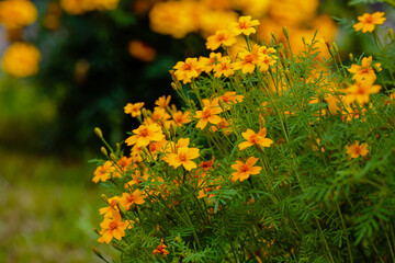 Marigold flowers (Tagetes erecta) in the garden. Floral banner with bright yellow flowers of marigolds