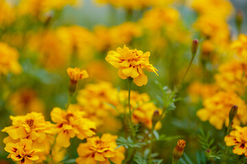 Blooming vibrant yellow and orange French marigold (Tagetes patula) in the garden. Bright s