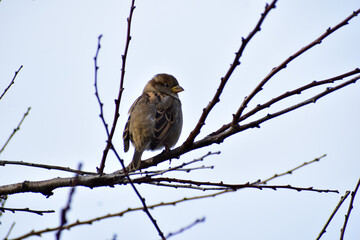 The common sparrow sits on the branches of a tree under a blue sky.