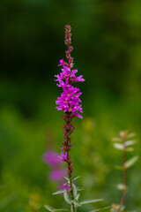Lythrum is commonly known as loosestrife in natural background