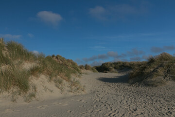 Fototapeta na wymiar Dune landscaape with beach grass.
