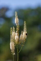 Bee collect nectar on the flowers of Actaea heracleifolia in garden. Growing medicinal plants in the garden. White inflorescences of cimicifuga racemosa in natural background