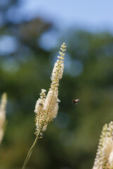 Bee collect nectar on the flowers of Actaea heracleifolia in garden. Growing medicinal plants in the garden. White inflorescences of cimicifuga racemosa in natural background
