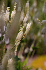 Fototapeta premium White flowers of Actaea heracleifolia in garden. Growing medicinal plants in the garden. White inflorescences of cimicifuga racemosa in natural background