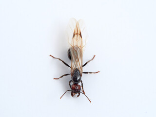 Winged ant in a white background. Queen.  Smooth Harvester Ants. Messor barbarus. 