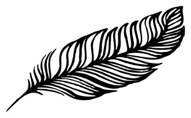 Set of bird feathers. Hand drawn illustration converted to vector. Outline with transparent background.