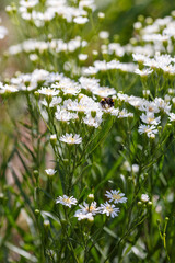 Bumblebee on white meadow flowers daisies