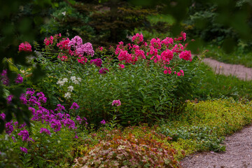 The beautiful blossoms of Phlox paniculata. The purple and red flowers of Phlox paniculata
