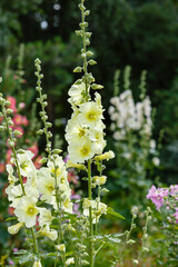 Blooming Group of malva plant in garden. Malva belongs to the genus of herbaceous plants of the Malvaceae family (Malvaceae)