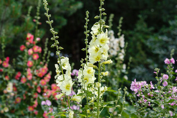 Malva flowers close-up. Malva belongs to the genus of herbaceous plants of the Malvaceae family (Malvaceae)