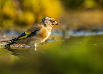 Goldfinch colors in the morning sun