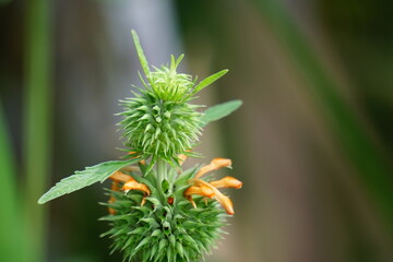 Leonotis nepetifolia (Also called klip dagga, Christmas candlestick, lion's ear) on the tree