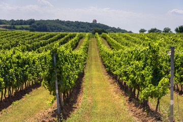 Fototapeta na wymiar Vines in a vineyard under blue sky, Burgenland, Austria
