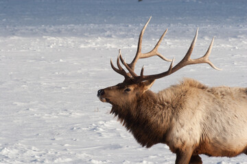 Elk in a field of snow