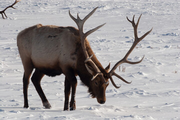 Elk in a field of winters snow