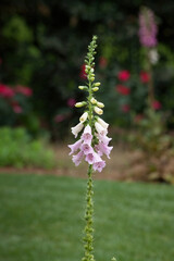 Obraz premium Purple Foxglove blooming in a garden