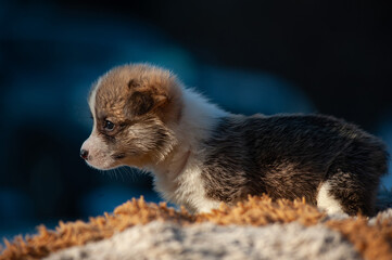 Cute small welsh corgi puppy