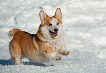 Cute corgi dog running in winter