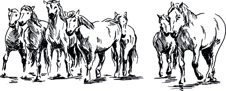 Hand sketch herd of horses. Vector illustration.