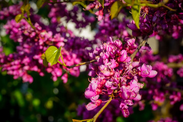 Beautiful flowers bloom in spring