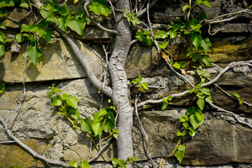 Obraz premium Plants fill the brick wall, background