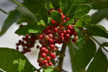 Fruits from Brazil