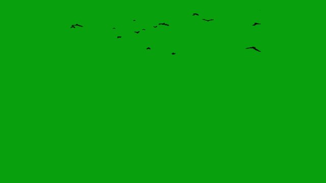 A 3D animation of flying birds on a green background in 4K