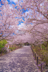 満開の桜のトンネル