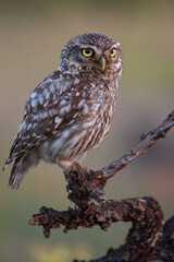 Retrato de mochuelo al atardecer en Murcia - Lorca (España)