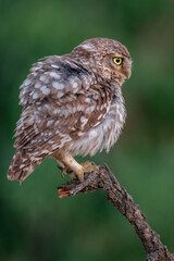 Retrato de mochuelo al atardecer en Murcia - Lorca (España)