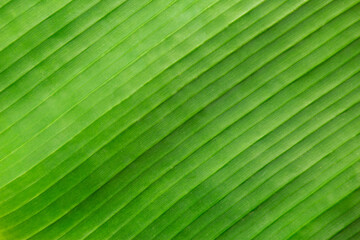 Banana leaf background texture. Pattern of nature wall.