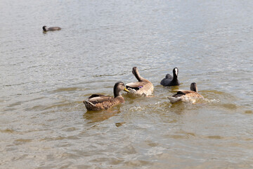 wild nature with waterfowl ducks